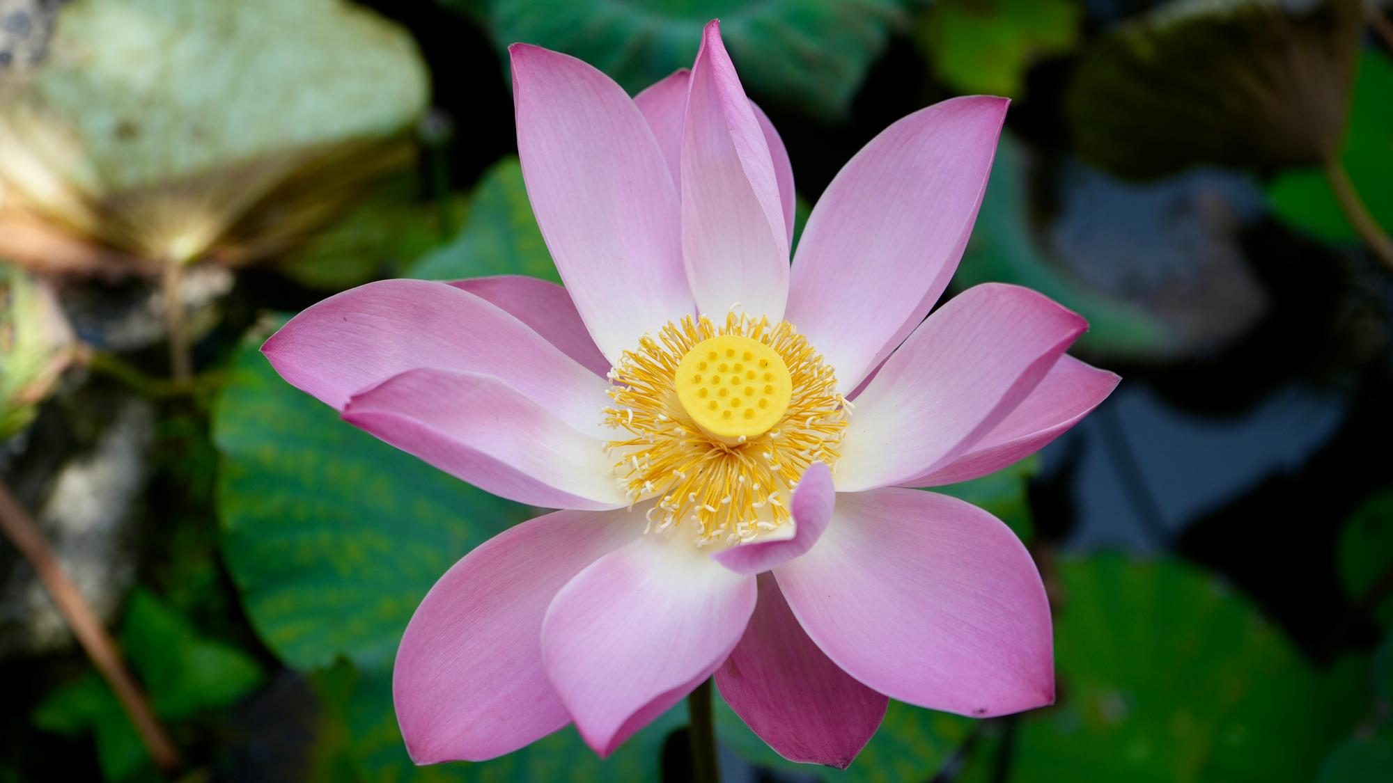 Lotus Blossom