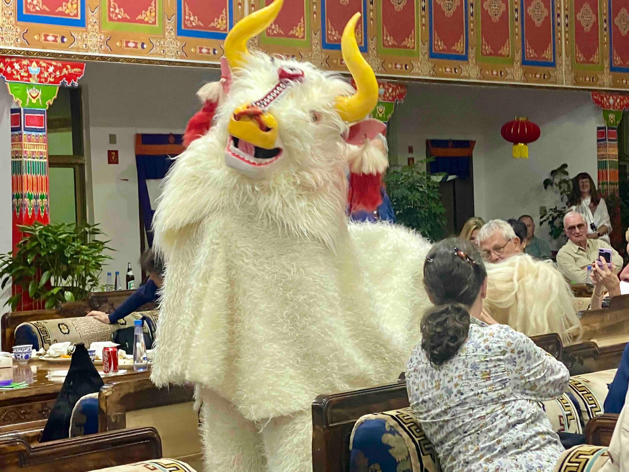 Bull in the Audience