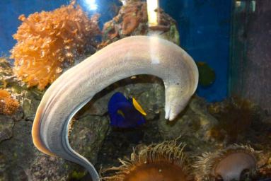 Aqaba Aquarium: Eel and fish.