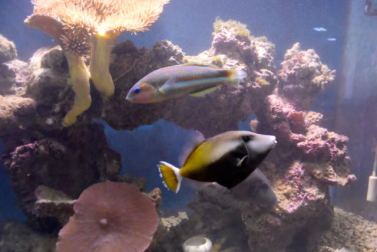 Aqaba Aquarium: Coral & fish.