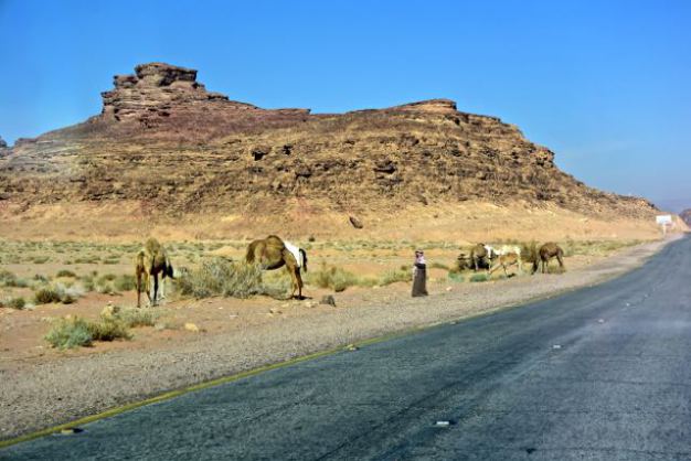 Camels by the road.