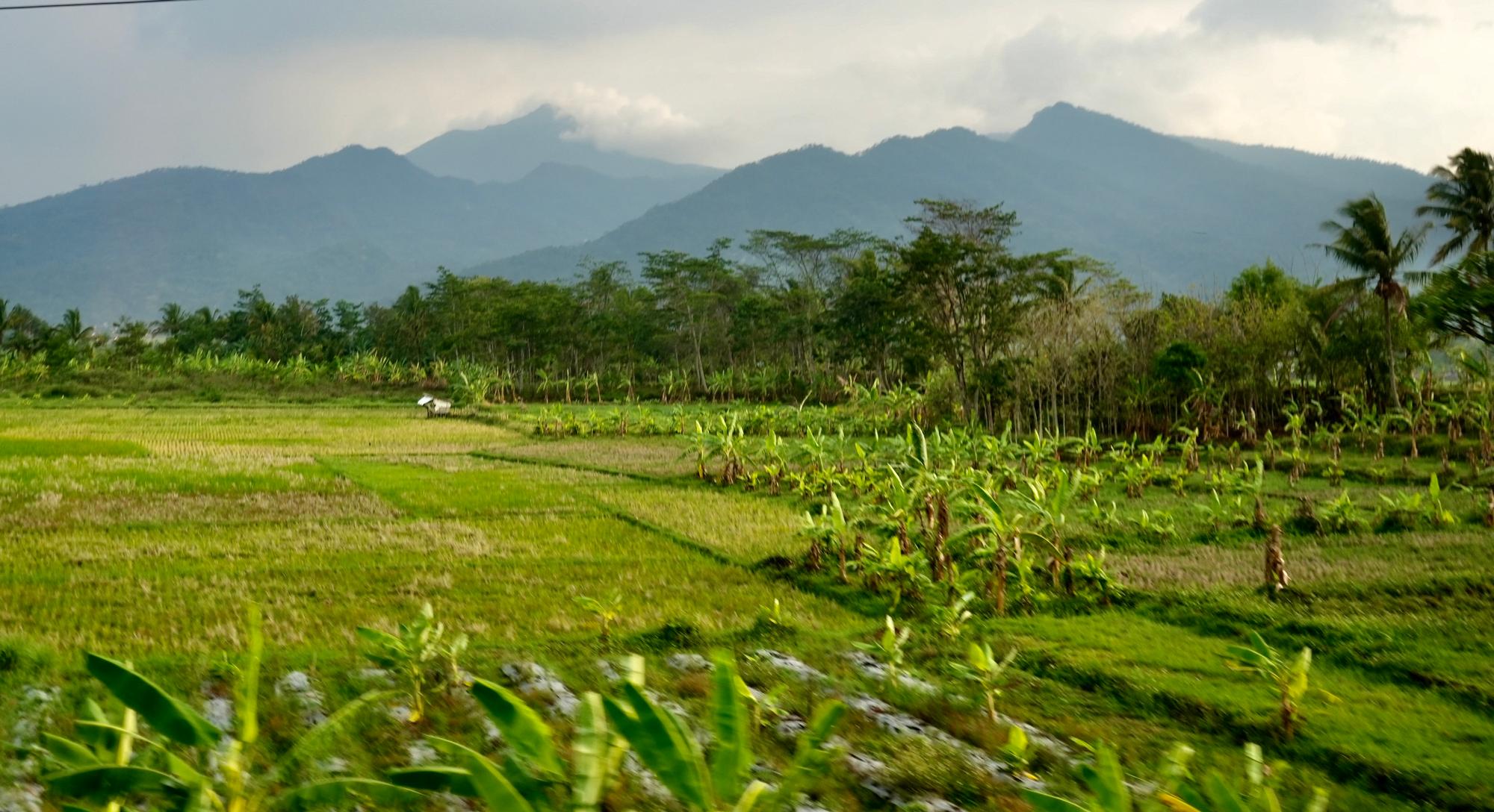 Landscape with rice fields