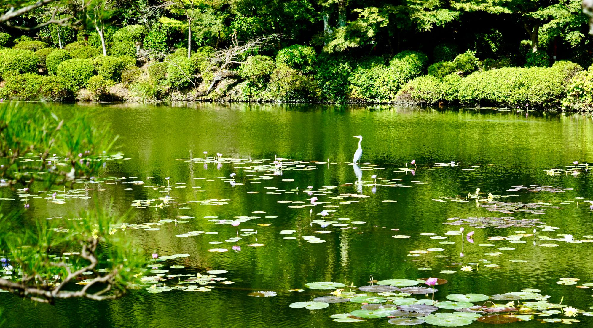 Lilies and a bird on the lake