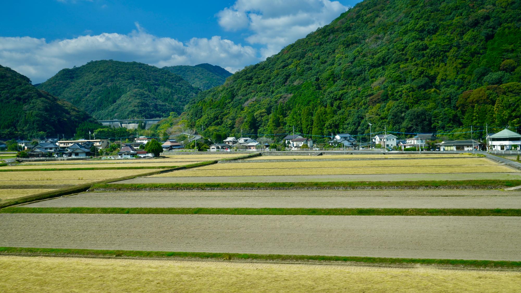 Rice Landscape