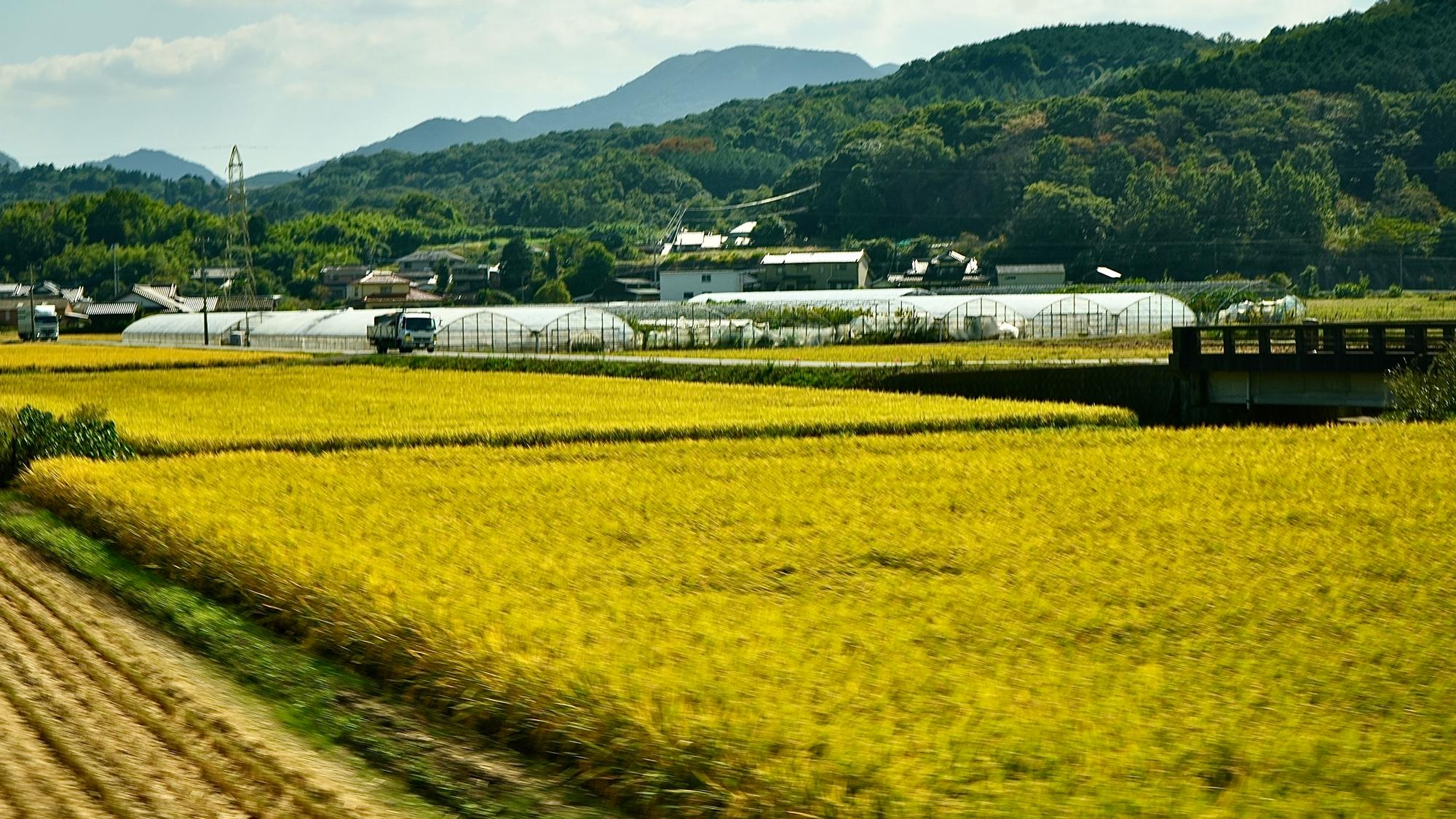 Rice and Greenhouses