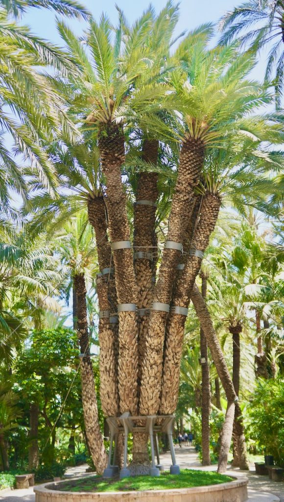six palm trunks sprouting from a single tree
