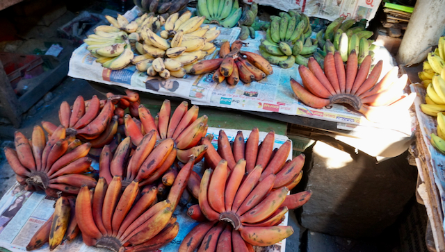 Different types of bananas