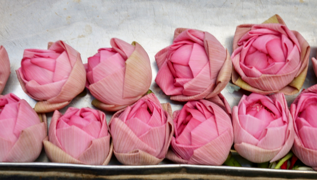 Lotus blossoms: a revered Indian flower