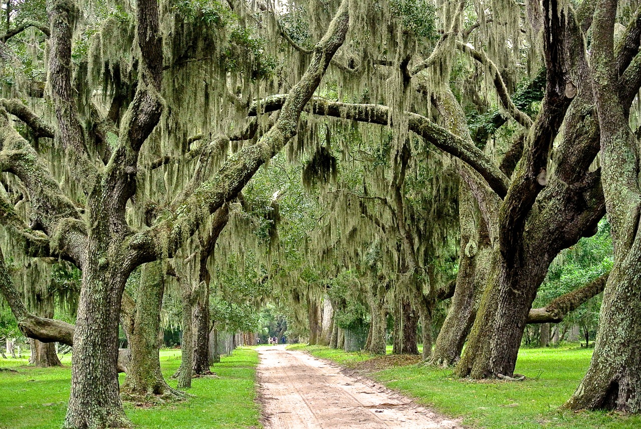 Sea Oaks with Spanish Moss