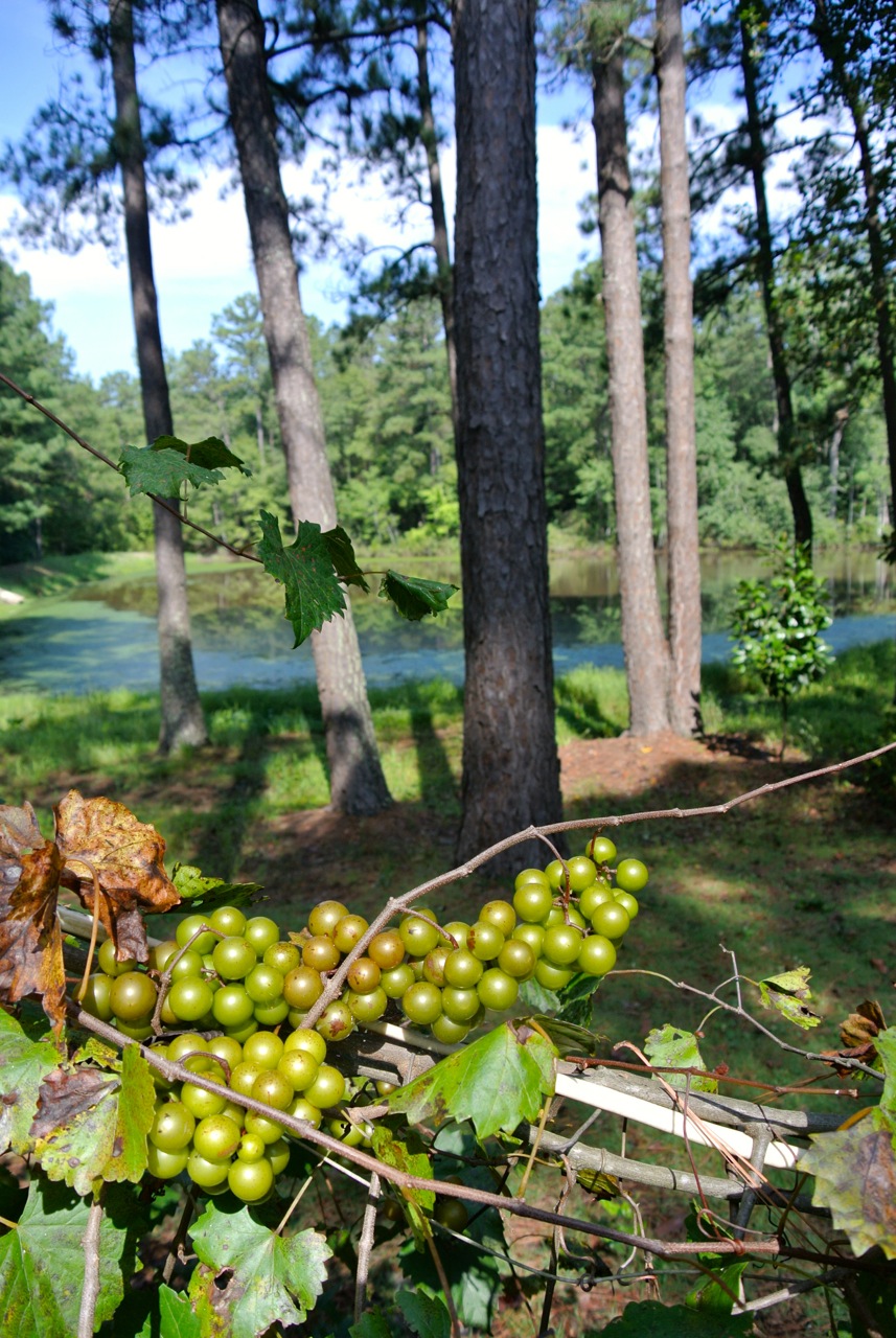 Native American Scuppernong grapes overlooking the lake