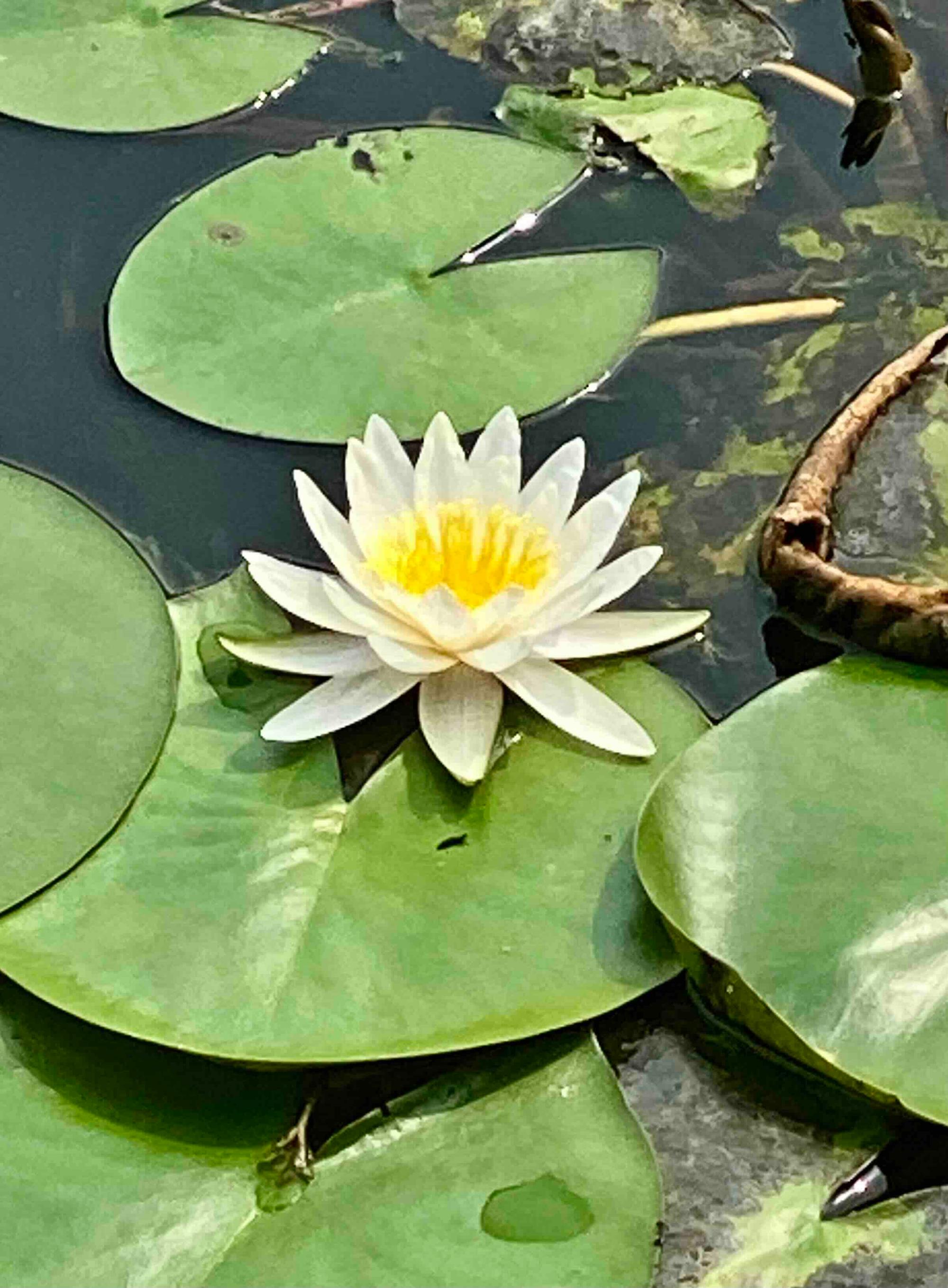 Lotus