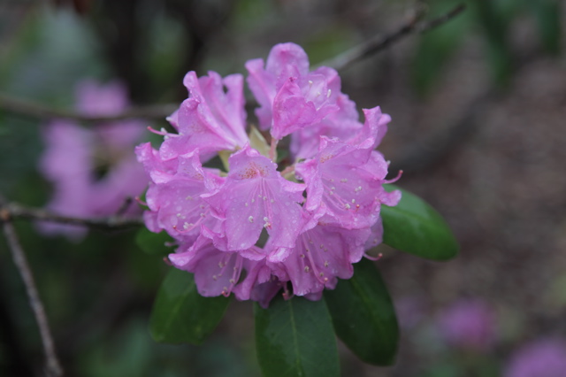 A Southern Azalea